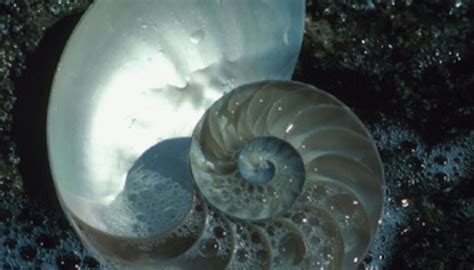 difference between ammonite and nautilus.